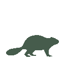 Vista previa del skin Mono Beaver