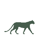 Vista previa del skin Mono Leopard